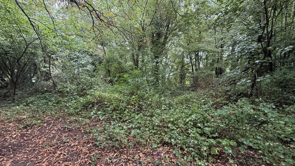 Lot: 2 - APPROXIMATELY FIVE ACRES OF WOODLAND - Outside image of woods